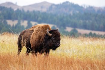 Bison in tall grass at Wind Cave National Park in color.
