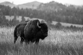 Bison in tall grass at Wind Cave National Park in black and white.