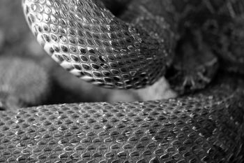 Prairie rattler’s scales in black and white (found in rural Meade County near the Belle Fourche River).