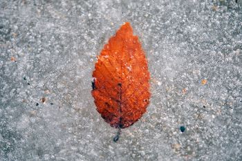 A single leaf in the ice of Lake Alvin in color.