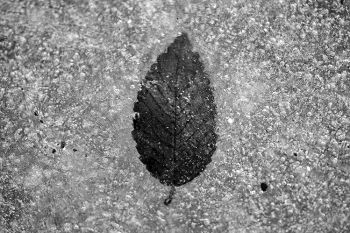 A single leaf in the ice of Lake Alvin in black and white.