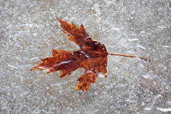 A single leaf in the ice of Lake Alvin in color.