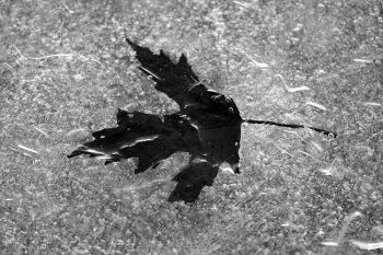 A single leaf in the ice of Lake Alvin in black and white.