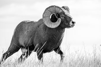 Bighorn ram at Badlands National Park.