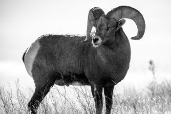 Bighorn ram at Badlands National Park.