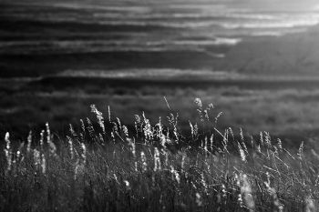 Grass in evening light at Badlands National Park.