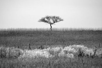 Lone tree in a grassy field north of Miller, near Lake Louise State Park.