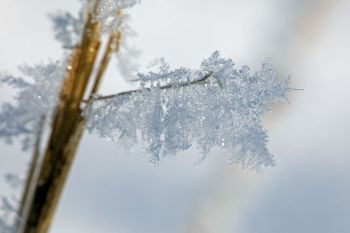 Frost close-up at Sioux Prairie Preserve.