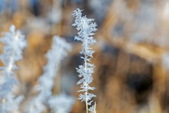 Frost close-up at Sioux Prairie Preserve.