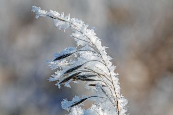 Frost close-up at Sioux Prairie Preserve.