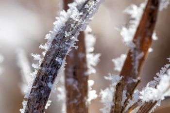 Frost close-up at Sioux Prairie Preserve.