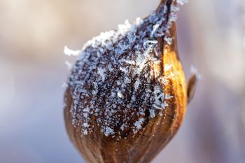 Frost on goldenrod gall.
