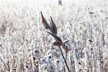 Frost on milkweed pods.