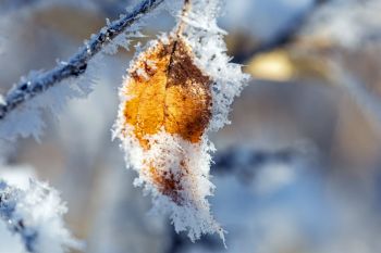 Frost close-up at Sioux Prairie Preserve.