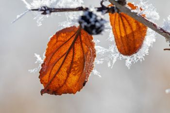 Frost close-up at Sioux Prairie Preserve.