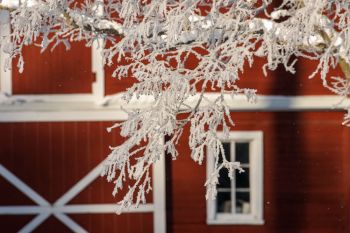 Frosted tree branches.