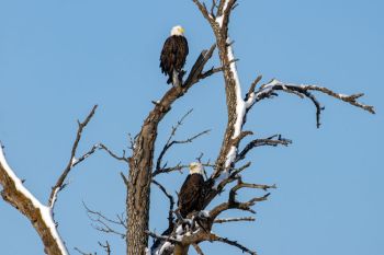 Big Sioux River bald eagles.