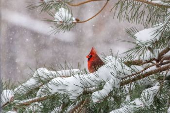 Northern Cardinal male in heavy snowfall.
