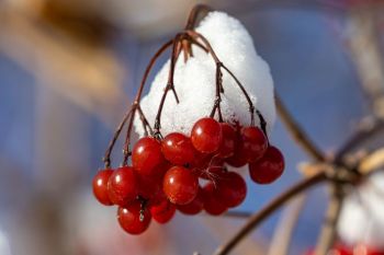 Snow and berries found at Oakwood Lakes State Park.