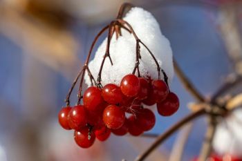 Snow and berries found at Oakwood Lakes State Park.