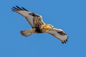 Rough-legged hawk hovering above the hills northwest of Volga.