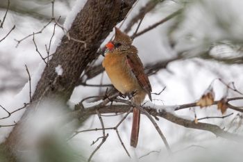 Northern Cardinal female in heavy snowfall.