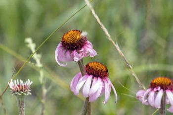 Black samson in bloom.