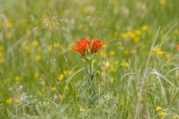 Wood lily blooms in Grant County.