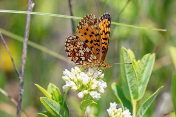 Meadow fritillary.