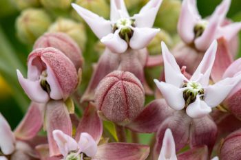 Swamp milkweed in various stages of bloom.