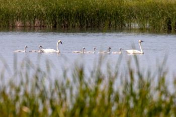 Trumpeter swan family in Roberts County.