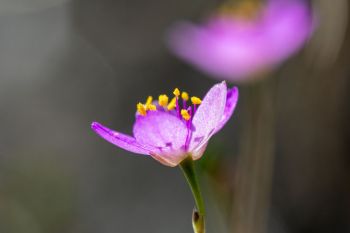 Prairie fameflower in bloom.