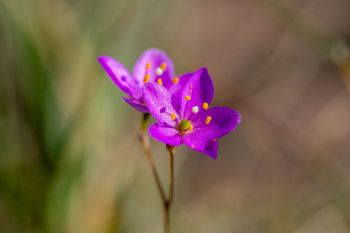 Prairie fameflower.