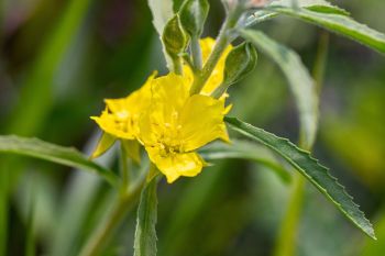 Sundrop wildflower at Aurora Prairie Nature Preserve near Brookings.