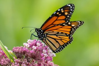 Monarch on milkweed.