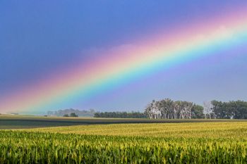 Rainbow over cornfield.