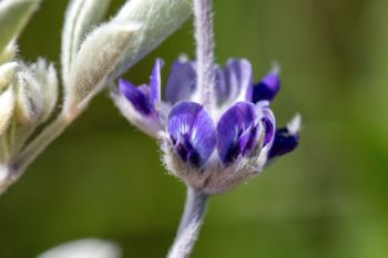Silverleaf scurfpea in bloom.