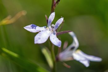 Kalm&rsquo;s lobelia.
