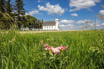 Prairie roses in bloom with Midway Lutheran and blue skies beyond.