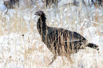 Wild turkey at Custer State Park.