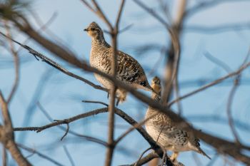 Sharp-tail grouse at Custer State Park.