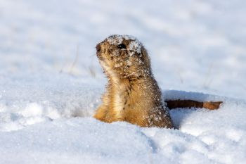 Prairie dog after diving headfirst into a hole that hadn’t had the snow cleaned out yet.