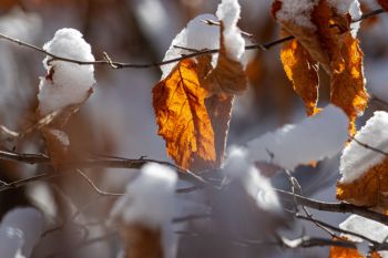 Backlit leaves with snow caps provided spots of golden hues along the Playhouse Road in Custer State Park.