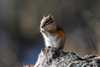 Chipmunk on the edge of Bismark Lake.