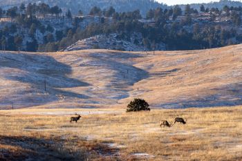 Bull elk at Wind Cave National Park.