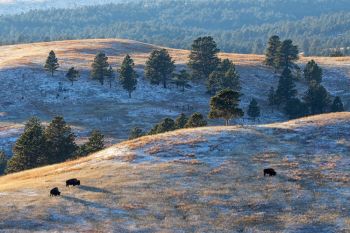 American bison at Wind Cave National Park.