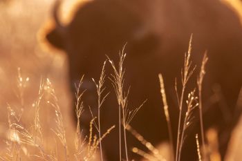 Bison cow behind tall grass at Wind Cave National Park.