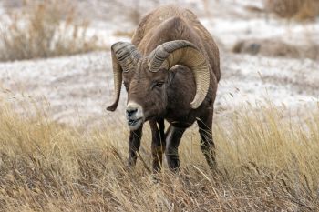 Bighorn ram at Badlands National Park.