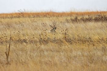 A nice buck blending into the prairie just before he discovered that I had discovered him.