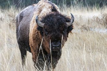 Bison during a flurry at Badlands National Park.